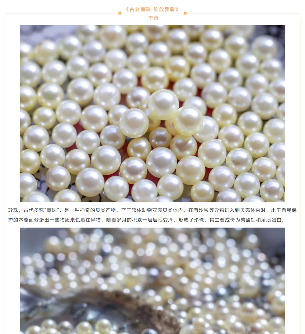 古老南珠，綻放異彩